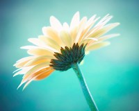 Vanity Fine Art Print