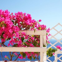 Santorini Blooms Fine Art Print