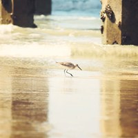 Walking on The Beach Fine Art Print