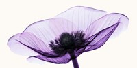 Anemone II Fine Art Print