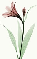 Lily I Fine Art Print