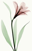 Lily II Fine Art Print