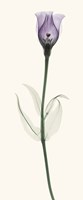 Lisianthus Fine Art Print