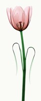 Tulip I Fine Art Print