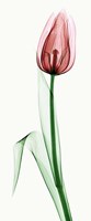 Tulip II Fine Art Print