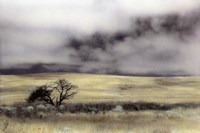 Limantour Marsh Fine Art Print