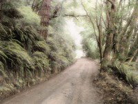 Lost Coast Road Fine Art Print