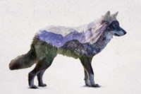 Rocky Mountain Grey Wolf Fine Art Print
