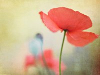 Poppy Fine Art Print
