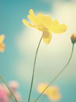 Summer Breeze Fine Art Print