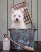 Washing the Dog Fine Art Print