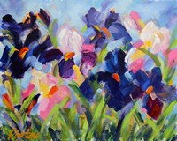 The Iris Show Fine Art Print
