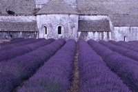 Lavender Abbey Fine Art Print