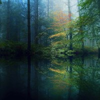 The Forest Fine Art Print