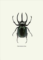 Beetle Black Fine Art Print