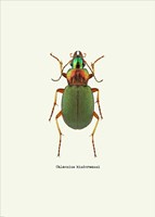 Beetle Green Fine Art Print