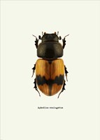 Beetle Orange Fine Art Print