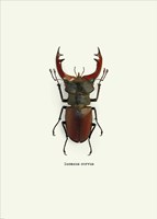Beetle Red Fine Art Print