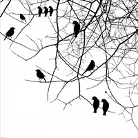 Bird II Fine Art Print