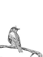 Bird III Fine Art Print