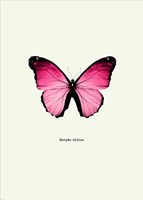 Pink Butterfly Fine Art Print