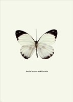 White Butterfly Fine Art Print