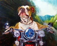 Born To Be Wild Fine Art Print