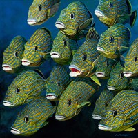 Shoal of Grunts Fine Art Print