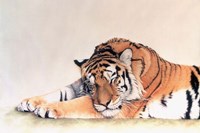 Sleeping Tiger Fine Art Print