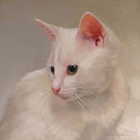 White Kitten Fine Art Print