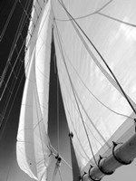 Sailboat Sails Florida Fine Art Print
