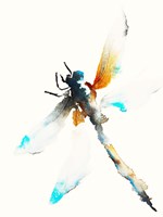 Blue & Brown Dragonfly Fine Art Print