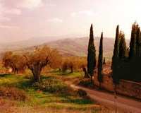 Toscana, Italia No. 709 Fine Art Print
