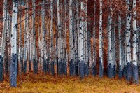 Autumn Forest Fine Art Print