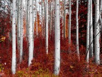 Fall Birches Fine Art Print