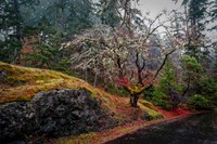 On the Road Fine Art Print