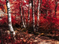 Red Trees Path Fine Art Print