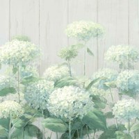 White Hydrangea Garden Sage on Wood Crop Fine Art Print