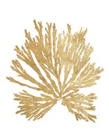 Pacific Sea Mosses II Gold Framed Print