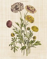 Herbal Botany XXII v2 Linen Crop Fine Art Print