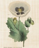 Herbal Botany XVI Linen Crop Fine Art Print