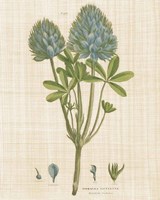 Herbal Botany XV Linen Crop Fine Art Print