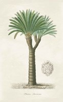 Palm Tree Cycas Crest Fine Art Print