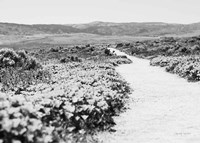 Road Trip VI Crop Fine Art Print