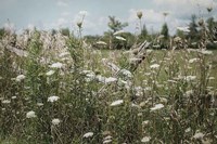 Sun Drenched III Fine Art Print