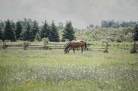 Sun Drenched II Fine Art Print