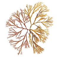 Pacific Sea Mosses XX White Sq Fine Art Print