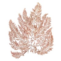 Pacific Sea Mosses XIV White Sq Fine Art Print