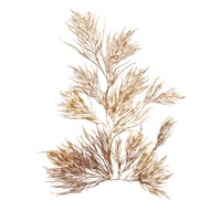 Pacific Sea Mosses X White Sq Fine Art Print