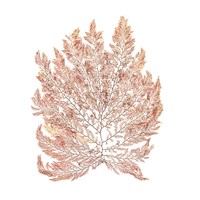 Pacific Sea Mosses I White Sq Fine Art Print